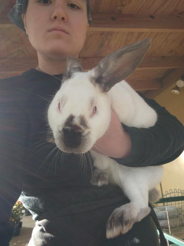 live rabbit (he was handled regularly and was therefore used to being held)