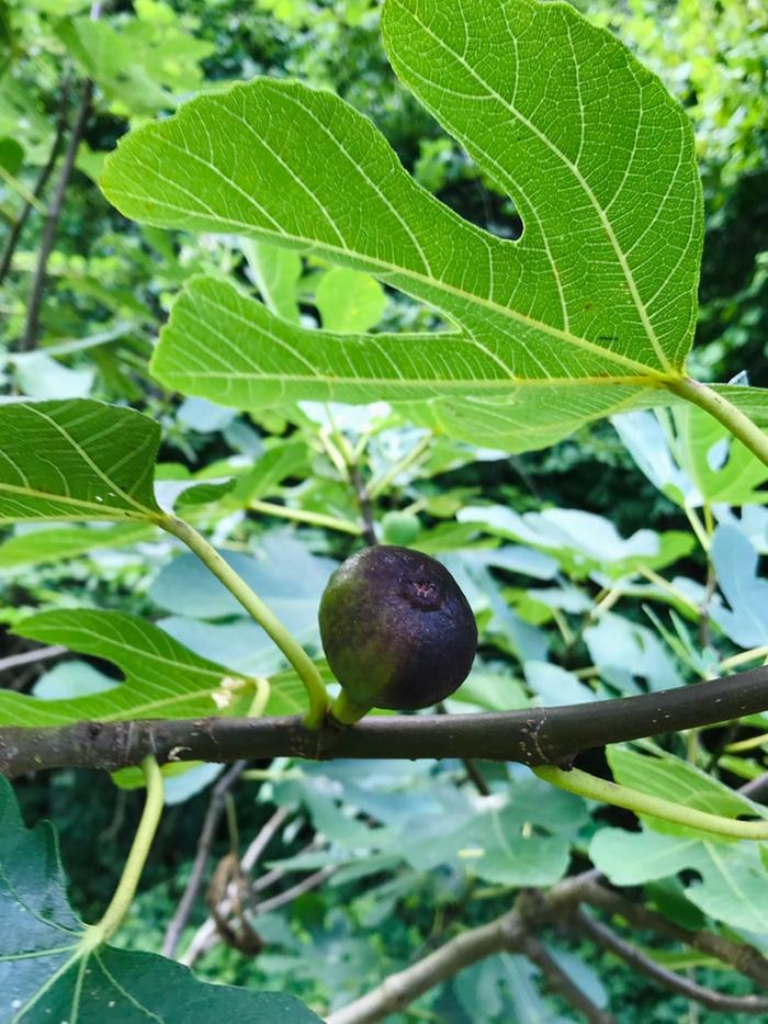 Fig starting to change colour