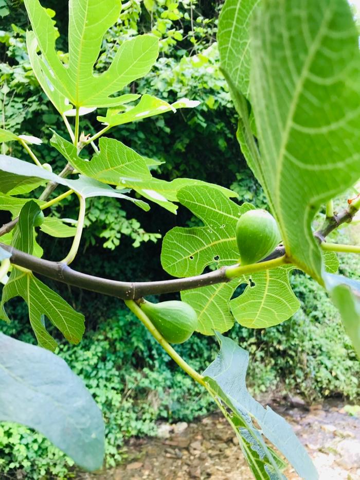 Lots of unripe figs 