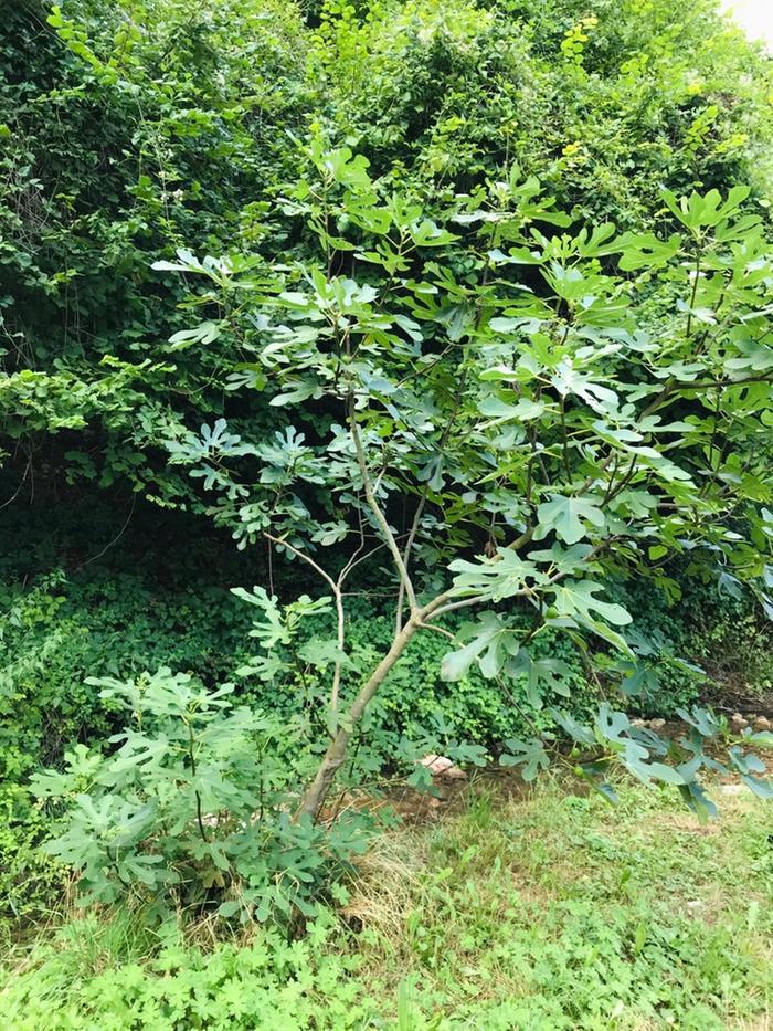 Nice size healthy looking tree, just a bit slanted away from the river