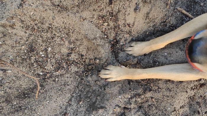 Dog digging in sandy soil