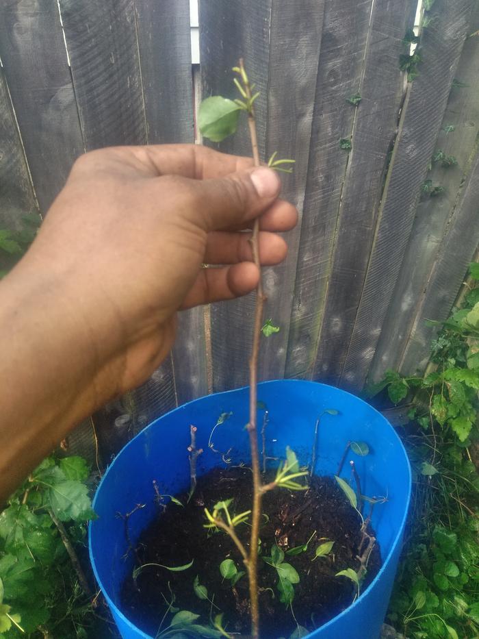 Half barrel of mulch with pear cuttings