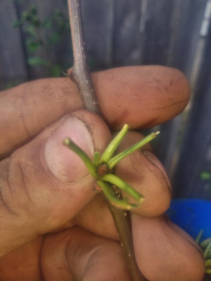 Cut the leaves off, left the bud