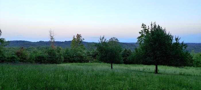 field of grass