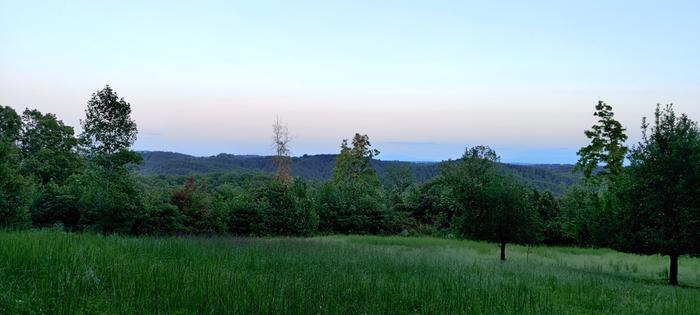 field of grass