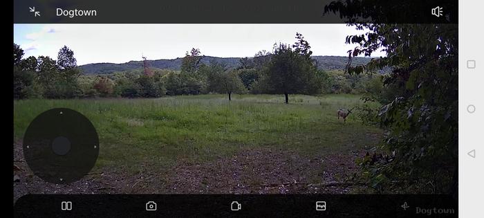 Daytime Deer in lower right!