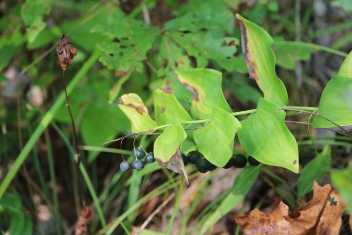 wild blueberries?