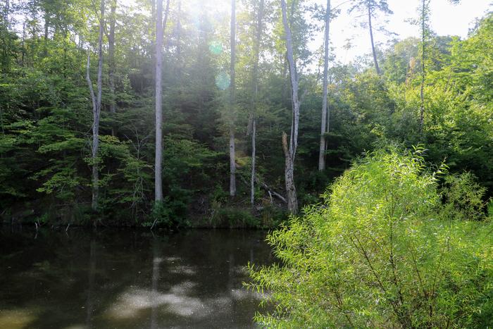 dead-trees standing -- pond was installed right up against trees, killing them.