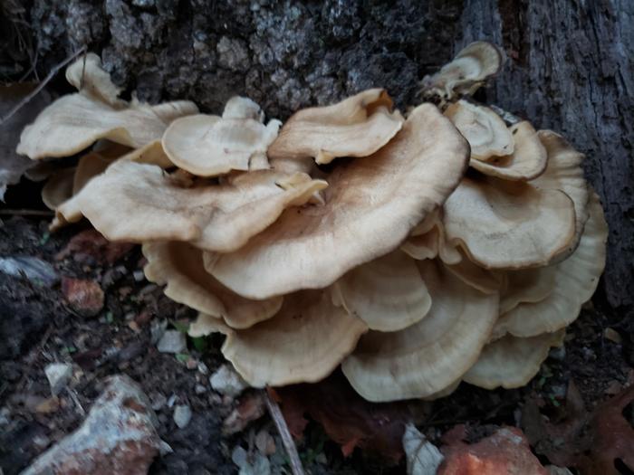 On the old oak stump