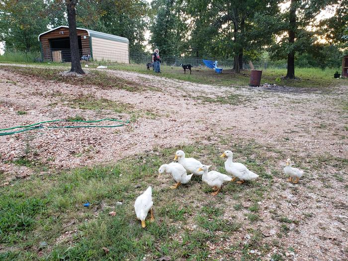 Goat barn south chicken run just making it into the frame, on the right