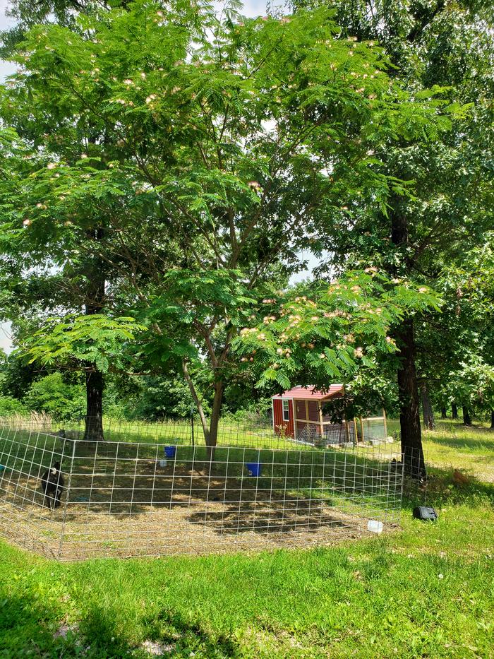 The north west corner, from the front of the goat barn