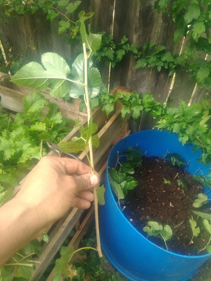 August 28th of so, cuttings in decayed woodchips 