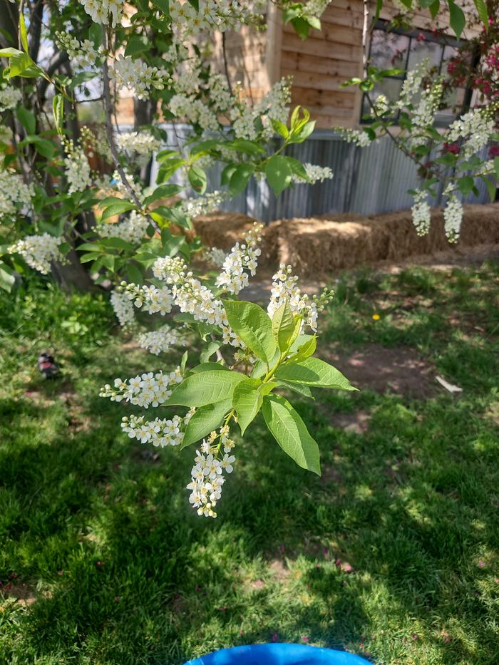 choke cherry blossoms SPRING