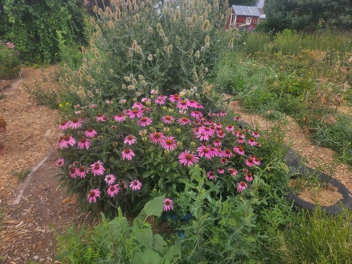 echinacea SUMMER to FALL