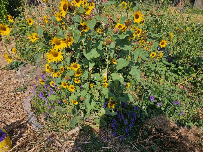 wild sunflowers and skullcap (mint family) SUMMER 