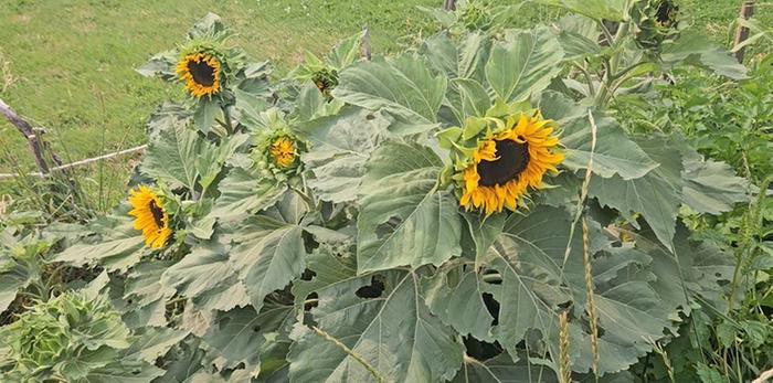 "dwarf" sunflowers SUMMER