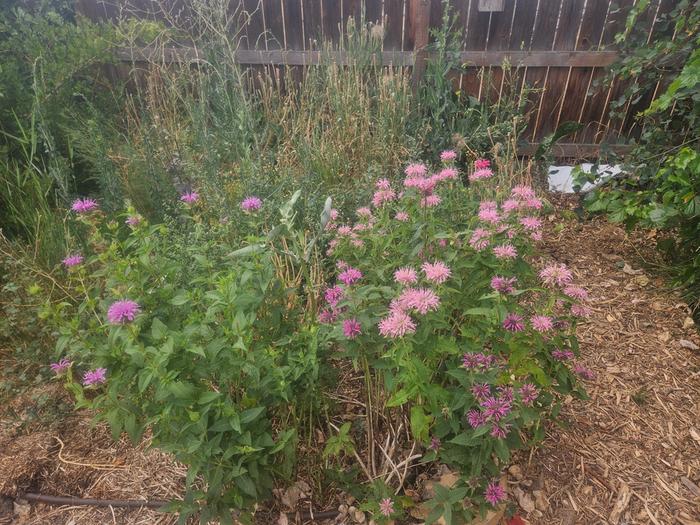 bee balm SUMMER to FALL