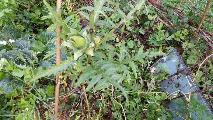 Top view. The black areas keep getting bigger and kill the leaves, and eventually the whole artichoke is dead.