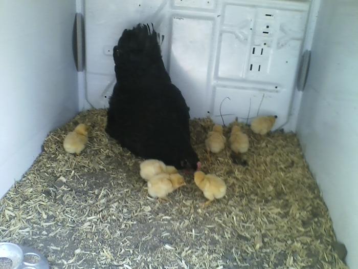 Mama with the chicks in the brooder box