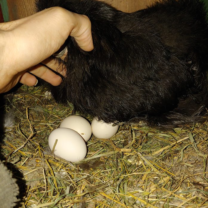 Sitting on a few eggs