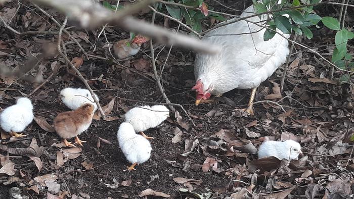 Seven chicks. Couple days old.