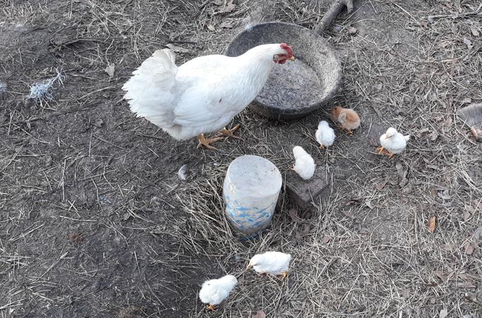 Six chicks. Today.