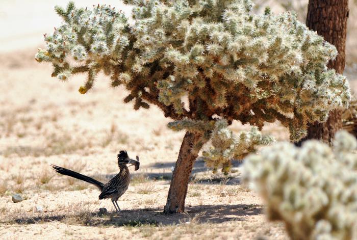 Roadrunner snacking on quail chick. Apparently they don't just eat birdseed like in the cartoon!