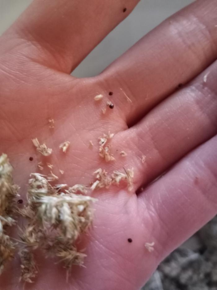 tiny black seeds