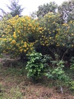 Hoja de lavar (the leaf can be used to clean things like soap would)