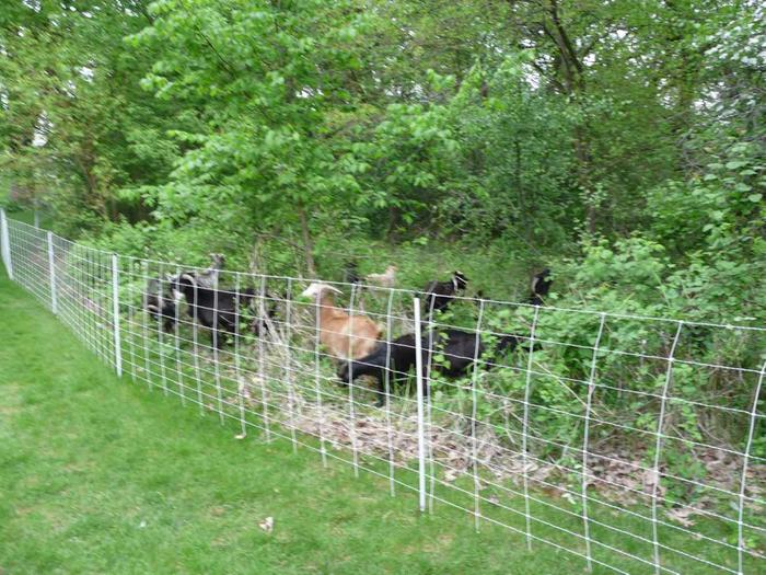 goats eating buckthorn behind temporary electric fence.