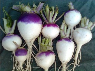 Turnips