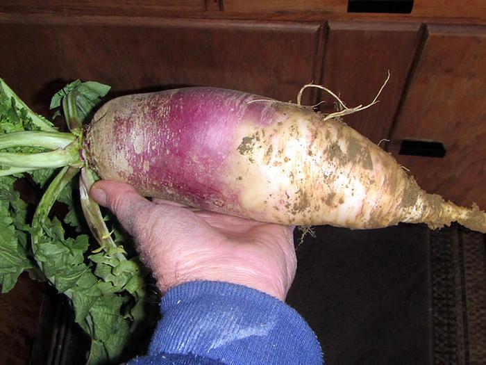 Big Ass Radish