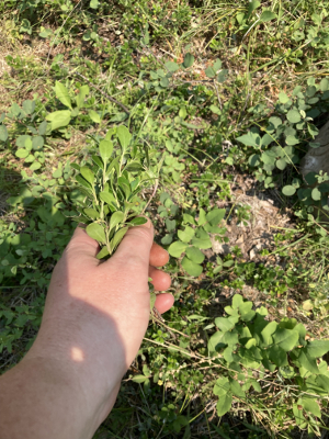 kinnikinnik being harvested