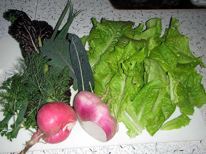 Mostly Volunteer Garden Salad Ingredients