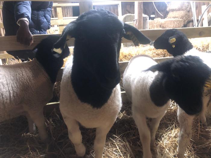 4 Beautiful Dorper Sheep