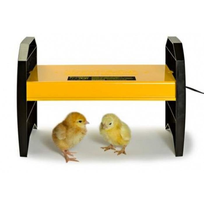 Chick heater I use above roost