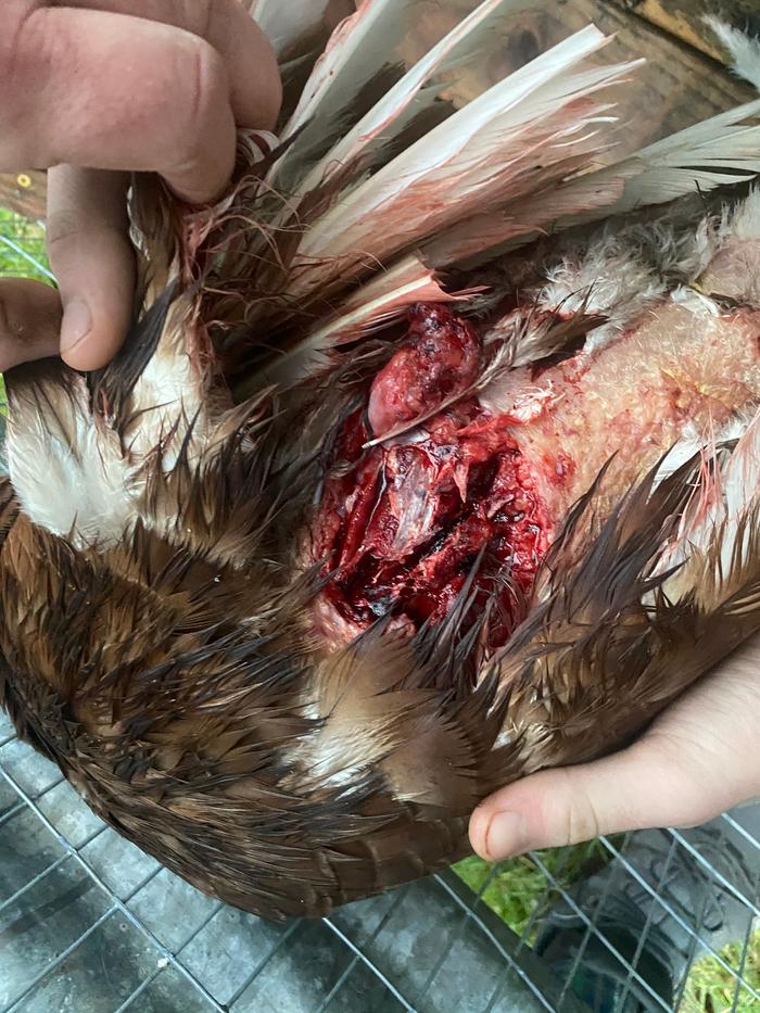 Injured turkey wound