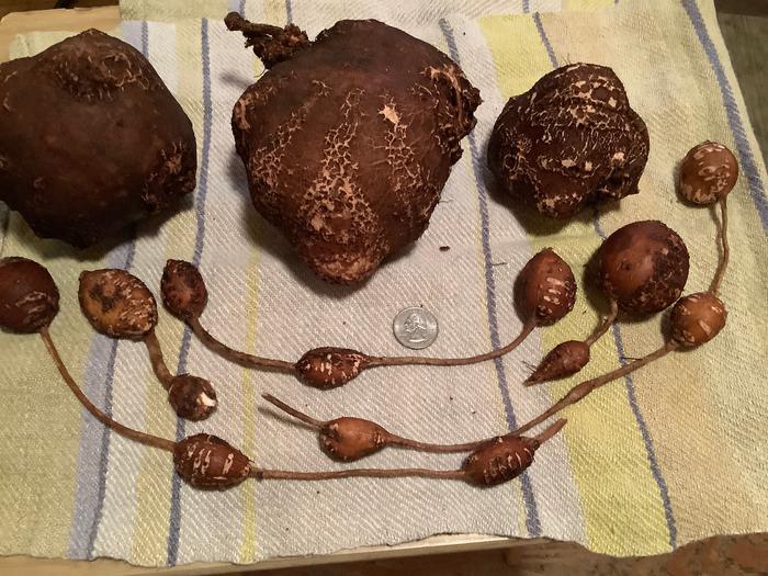 &lsquo;grandmother&rsquo; tubers and some strings of new first-year tubers.