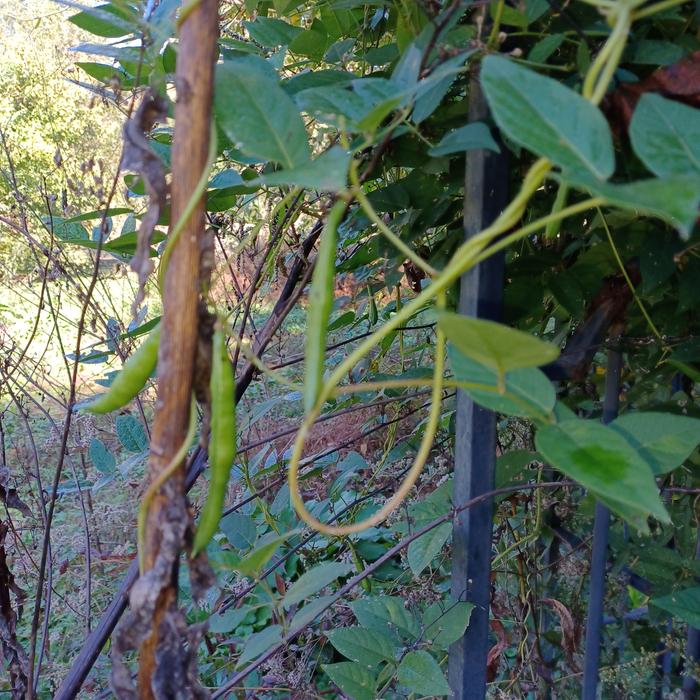 beans set on Hopniss plant