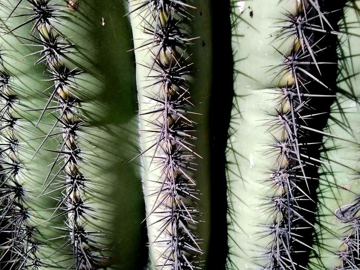 cactus in the sunlight 