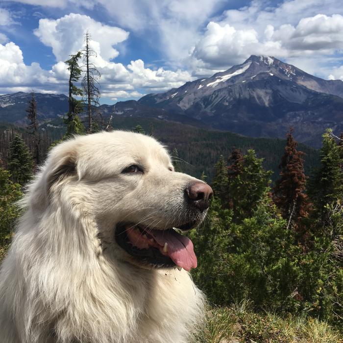 I don't have any recent flower pictures, so here's a gratuitious pyrenees-pyramid peak picture (Mt Jefferson in background behind backcountry Willie)