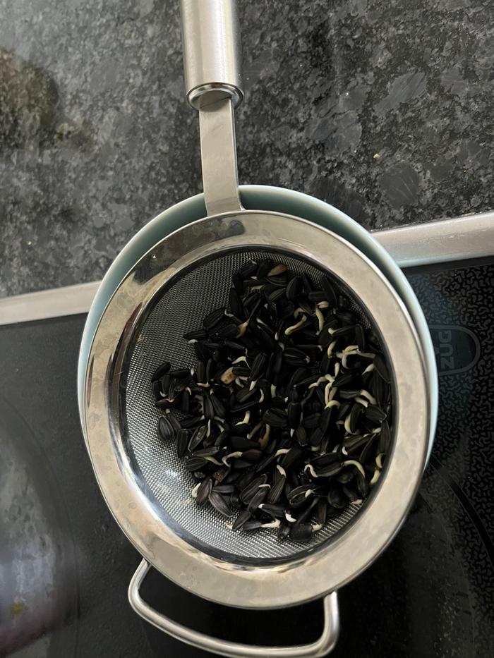 sprouted sunflower seeds in a collander