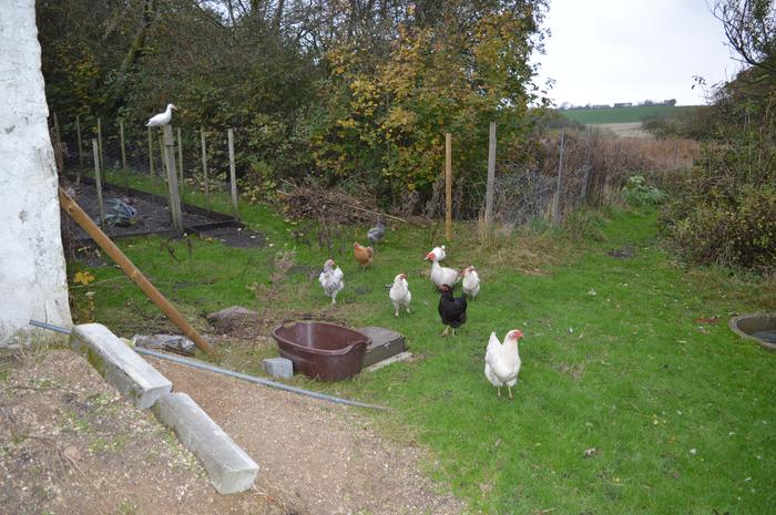 backyard flock of chickens and ducks