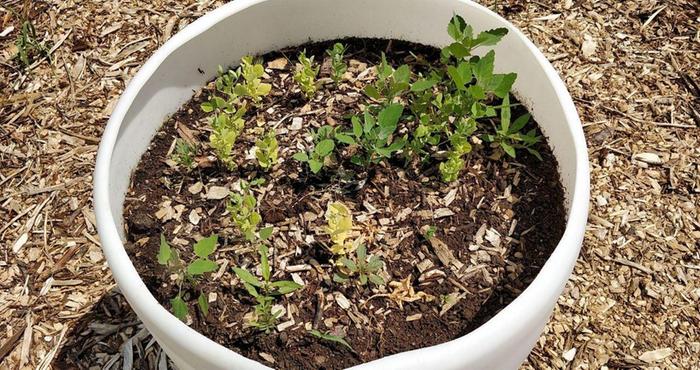 Barrel 1 (french marigolds, peas, ground cherries)