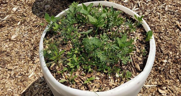 Barrel 2 (cucumber in middle, flowers elsewhere)