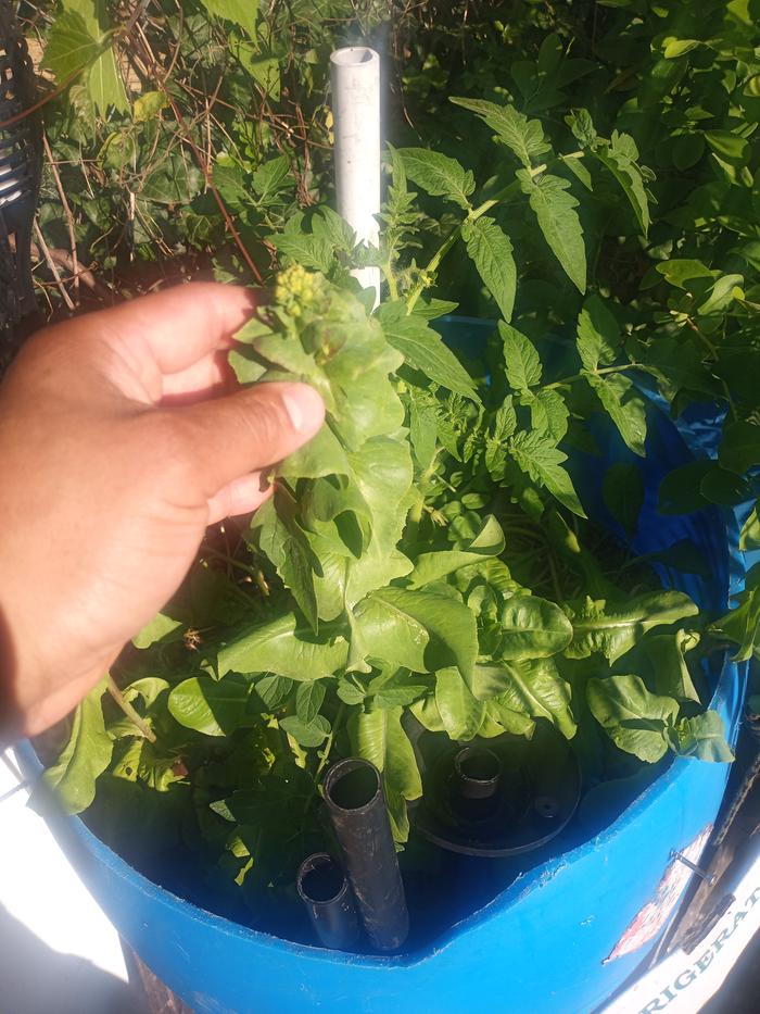 The tomatoe was added later. The radishes are starting to bolt.