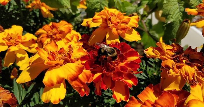 A bumblebee enjoying the marigolds