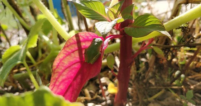 A tree frog with some contrast