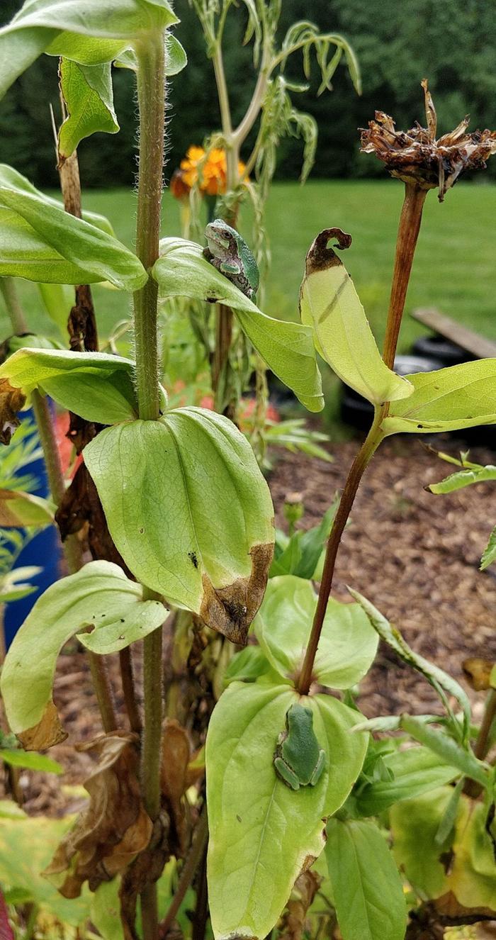 Two tree frogs catching some sun