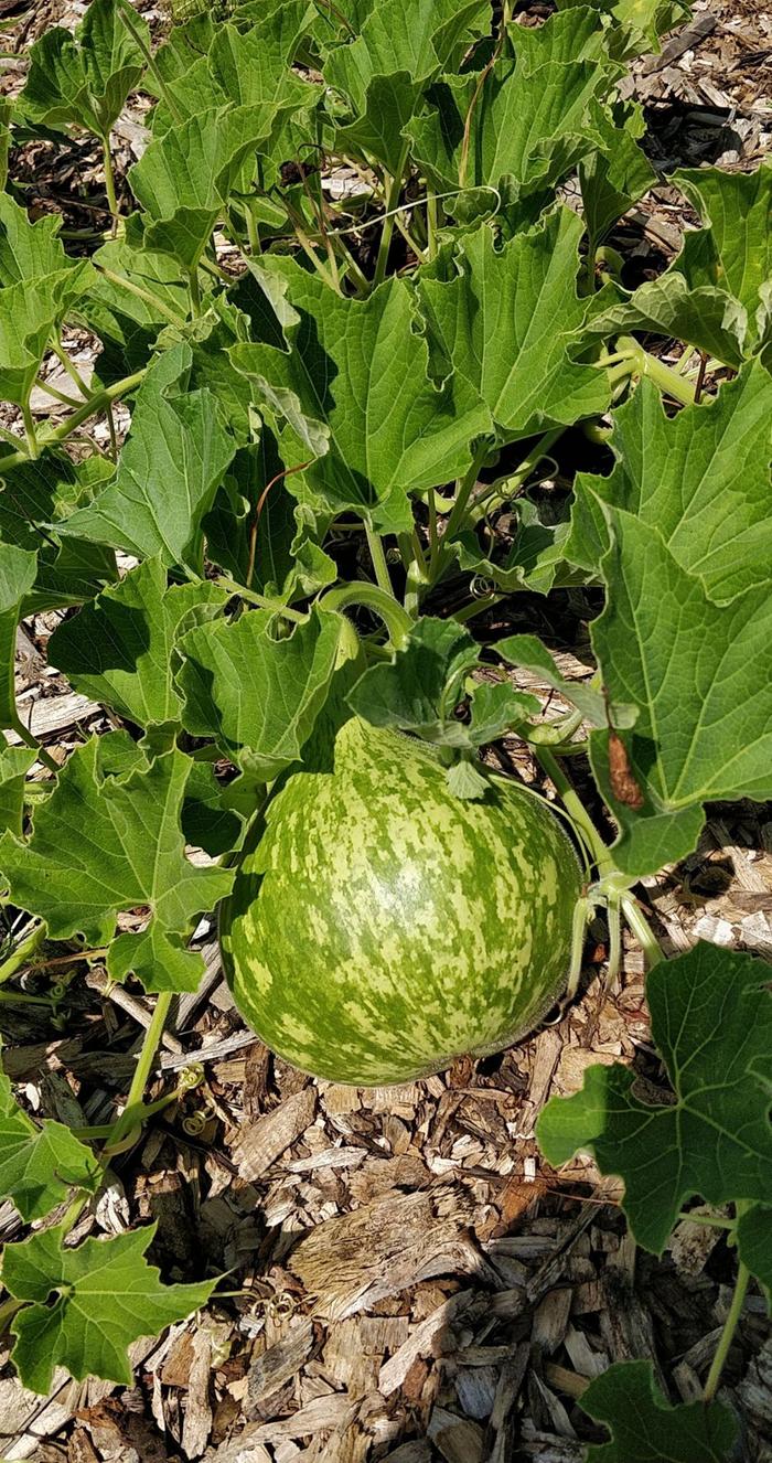 A birdhouse gourd for a future harvest